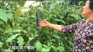 寿光蔬菜大棚真牛，一个大棚能卖9万多，种茄子最挣钱是真的