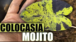 Planta de Interior Colocasia Mojito Secretos Para Cuidar y  Como REPRODUCIR