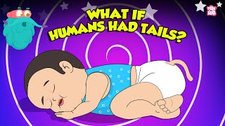 What If Humans Had Tails? | Human Anatomy | What if we Grow a Tail? | The Dr. Bi