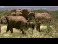 Vet Keeps Dangerous Herd of Elephants at Bay  This Wild Life  BBC Earth