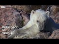 The Best Of Polar Bears  BBC Earth