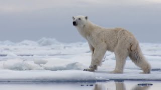 The Best Of Polar Bears | BBC Earth