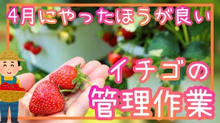 失敗しない♪イチゴ/4月の管理作業/家庭菜園/プランター栽培/2023年