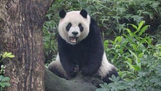 20201220 圓仔點心吃得爽 腳腳堪比竹葉香 Giant Panda Yuan Zai