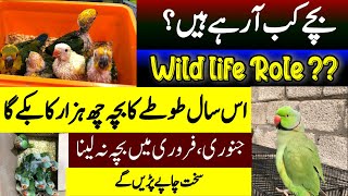 Raw,Ringneck parrot chicks update | Talking Parrot chicks prices | Birds Market Rawalpindi | Raw