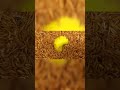 Mealworms eating green apple - 10000 worms 🪱| 2023 #timelapse