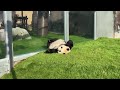 【ジャイアントパンダ】帰りたい彩浜🌈　 panda 彩浜 アドベンチャーワールド