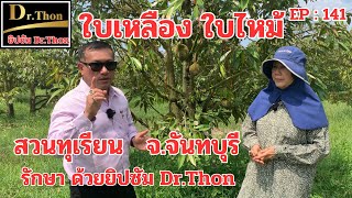 ไฟทอปธอร่า ใบร่วง กิ่งแห้ง อ.นายายอาม (141)ยิปซัม Dr.Thon โทร.099-425-6888