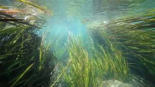 Coastal Mangrove Wetlands - Danghan Xie