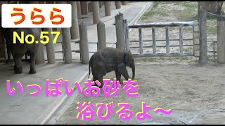 お砂をいっぱいかぶるよ💕アジアゾウ赤ちゃん57★うららちゃん★東山動植物園★Baby elephant★