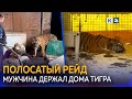 Житель Кубани издевался над тигрицей, которую держал у себя во дворе