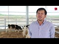 cow farm កសិដ្ឋានចិញ្ចឹមគោទឹកដោះទំនើបបំផុតនៅកម្ពុជាចាប់ផ្ដើមផលិតកម្មហើយ