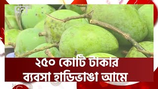 রংপুরের বাজারে চলে এসেছে বিশ্ব বিখ্যাত সুস্বাদু রসালো হাড়িভাঙা  আম | Harivanga Aam | News |EkattorTV