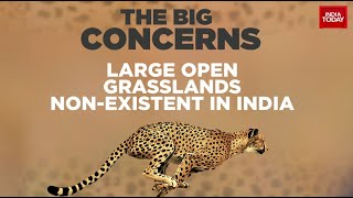 Cheetah Return To India Updates: Is Translocating African Cheetahs To India A Bad Idea?