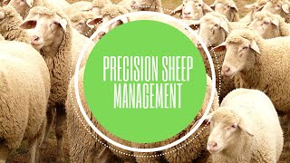 Precision Sheep Management