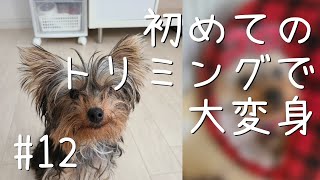 初めてのトリミングで大変身！【ヨーキー】