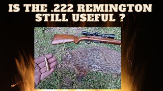 Is the .222 Remington Still Useful?