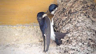 Common house martin (Delichon urbicum) - Nest