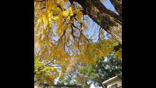 稲田八幡神社