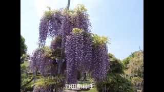 ふじの咲く丘公園　Fuji blooming hill park