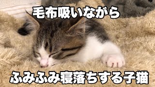 毛布吸いながらふみふみする子猫