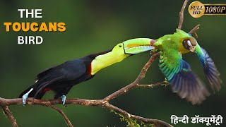 Terrific Toucans: Secrets of the Rainforest's Most Colorful Birds | हिंदी डॉक्यूमेंट्री |