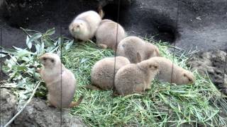 上野動物園　プレーリードッグ