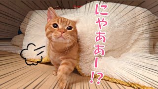 こたつの使い方を間違えてる猫がこちらｗｗ