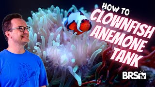 Bring the Reef Home With a Clownfish & Bubble Tip Anemone Aquarium!