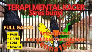 Ampuh untuk memulihkan mental kacer, BUAT KACER LAIN RESPON NARUNG EMOSI. pagi siang sore TETAP JOSS