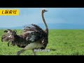 鳳凰與西方不死鳥是否為同一物種？鳳凰真的存在嗎？原型又是什麼