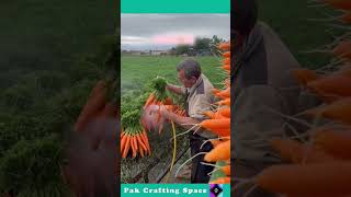 Process Of Cleaning Carrots With Water