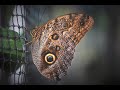 different types of butterfly with sound |  #natureearth