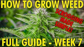 How to SCROG Made Simple - Cannabis Grow Guide Week 7