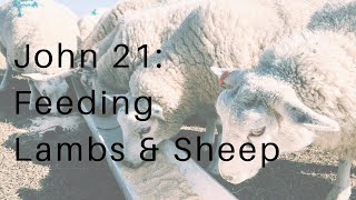 John 21: Feeding Lambs & Sheep