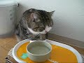 水を飲むねこ。