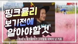 [[핑크뮬리]]아름다운 분홍갈대 핑크뮬리!외래종에 유해성 검사도 끝나지 않았다는 데 괜찮을까??