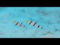 【30秒の海中動画】モルディブ ドラキュラシュリンプゴビー dracula shrimp goby. maldives【full hd】