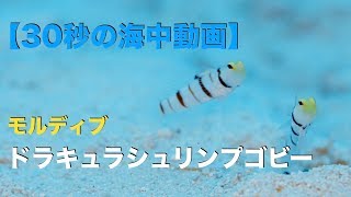 【30秒の海中動画】モルディブ  ドラキュラシュリンプゴビー / Dracula shrimp goby. Maldives【FULL HD】