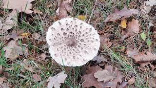 Herfst Maasduinen