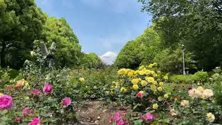 広見公園・・・バラと富士山