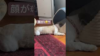 ユン日常🌈 💕🎶カメラ目線ꉂ🤣𐤔 #dog #シーズー #シーズー犬 #犬のいる暮らし #大きいシーズー #愛犬 #カメラ目線 #動物おもしろ