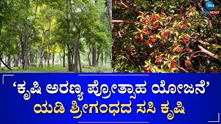 Sandalwood Tree | ಶ್ರೀಗಂಧದ ಕೃಷಿ ಕಡಿಮೆ ಖರ್ಚು, ಅಧಿಕ ಲಾಭ