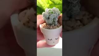 Using small pot for succulent 🪴