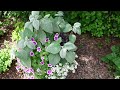 july weekend garden tour new blooms minnesota zone 5a