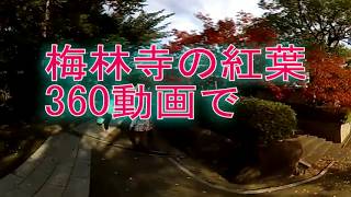 梅林寺の紅葉360動画で injected