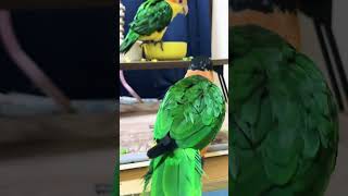 【ズグロむーちゃんしか勝たん🐤👀😍】 #シロハラインコ #caique #ズグロシロハラインコ ＃ペット