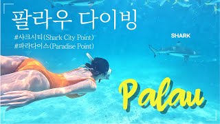 [4K] 'Shark City🐬', the easiest place to meet sharks |  beautiful coral 'Paradise' 【Palau 3】