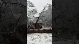 Ice Storm Brings Down Tree in Tennessee