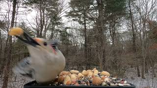 Blue Jays, Red-bellied Woodpecker